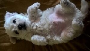FILIPPO