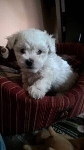 FILIPPO